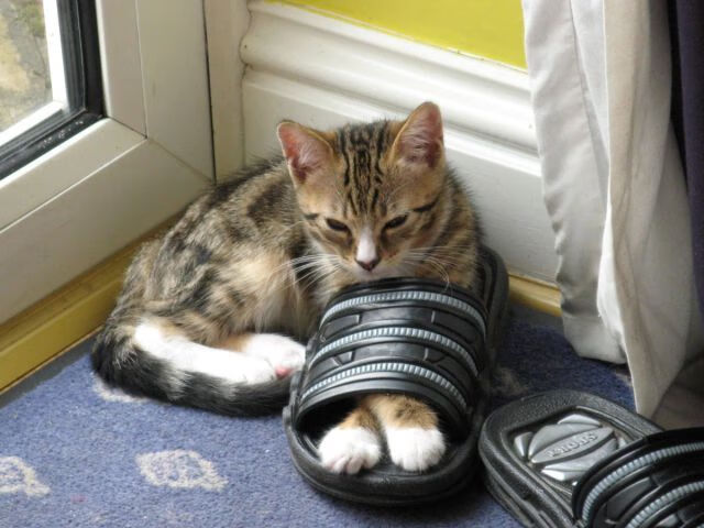 【现场直播】专家现场解读比赛中的关键战术和细节,比赛关键时刻