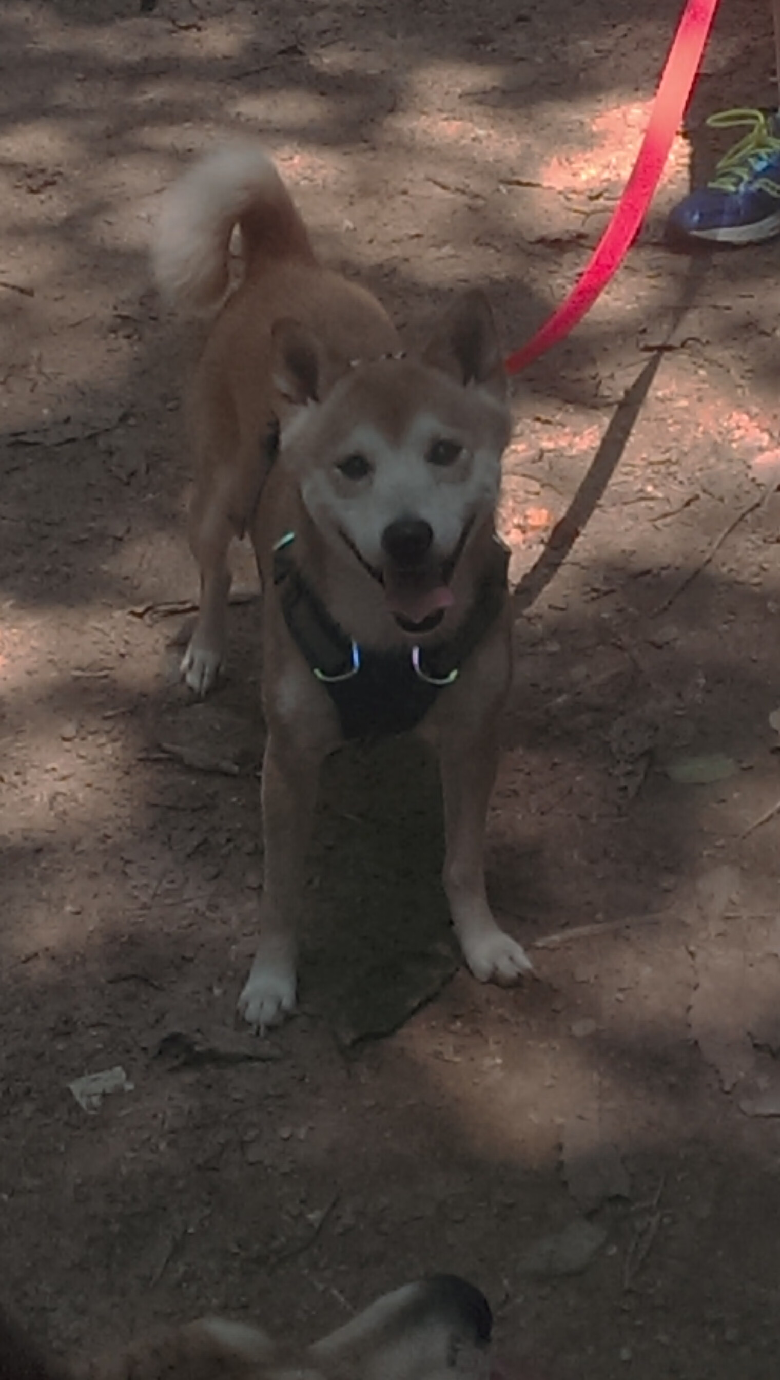 中超外援大幅调整,新赛季阵容浮动加剧,中超外援规则及限制政策